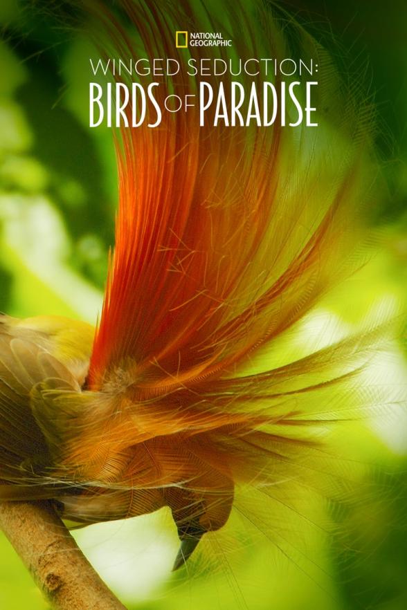 Poster image for WINGED SEDUCTION - BIRDS OF PARADISE