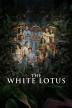 Poster image for The White Lotus - Season 3: Episode 4