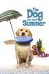 Poster image for THE DOG WHO SAVED SUMMER