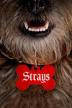 Poster image for Strays